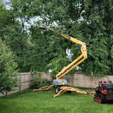 How Our Tree Care Process Works  in  Wink, TX